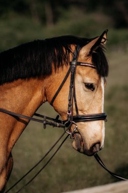 Güzel, genç bir kestane aygırının portresi. At şovunda at çiftliğinde safkan bir atın doğal arka planda çekilmiş fotoğrafı.