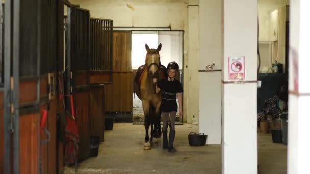 Uma Criança Tira Cavalo Estábulo Para Treinar Esporte Equestre — Vídeo de Stock