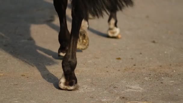 Chodící Nohy Kopyta Koně Zpomaleném Filmu — Stock video