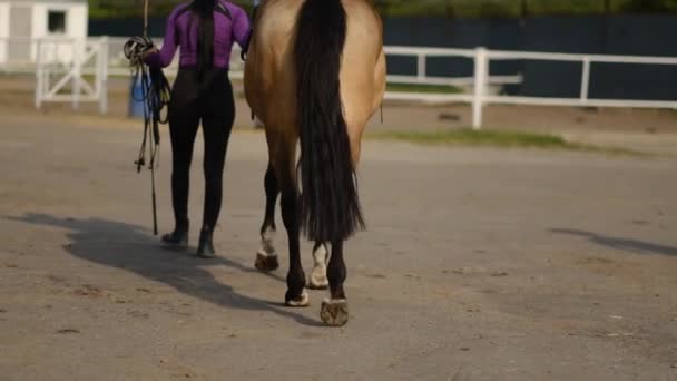 Chodzące Nogi Kopyta Konia Zwolnionym Tempie Dżokej Dziewczyny Prowadzi Konia — Wideo stockowe
