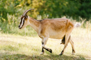 Keçi çayırda otluyor. Pastoral türler ve kırsal hayvanların otlakları. Sığırlar otlakta otlar. Çiftlikte boynuzlu artiodactyl sığırlar.