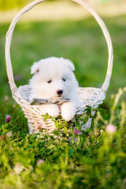 Bir sepet içinde bir ay önce oturan Samoyed yavruları