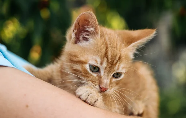 Cute little kitten on a background of grass. Young cute little red kitten. Long-haired red kitten plays at home. Cute funny pets.