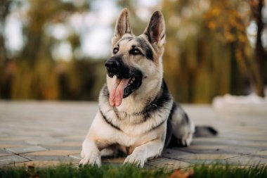 Siyah ve esmer Alman kurdu sonbaharda parkın dışında yerde poz veriyor.