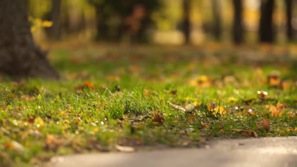Άνεμος Παρασύρει Μακριά Ξηρά Πεσμένα Φύλλα Στο Έδαφος Φθινοπωρινή Ώρα — Αρχείο Βίντεο
