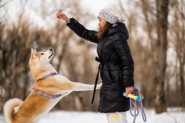 Japon Akita Inu köpeği ile kışın ormanda yürüyüşe çıkan bir kız..
