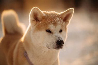 Japon köpeği Akita Inu kış portresi