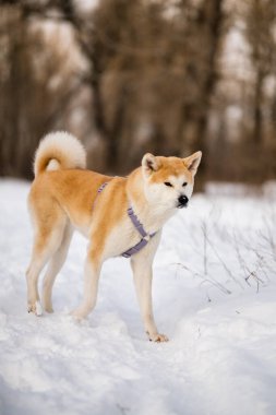 japanese Dog Akita Inu Winter Portrait