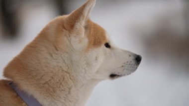 Japon köpeği Akita Inu kış portresi