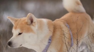 Japon köpeği Akita Inu kış portresi