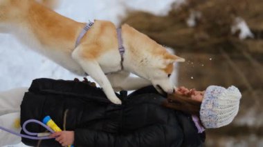 Japon Akita Inu köpeği ile kışın ormanda yürüyüşe çıkan bir kız..
