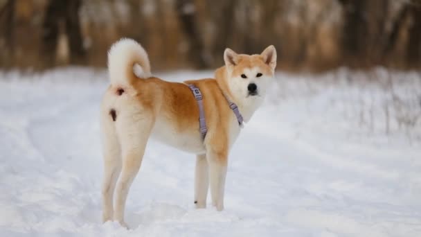 Зимний Портрет Японской Собаки Акиты Ину — стоковое видео