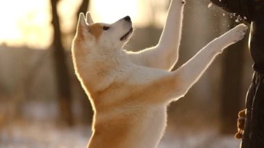 Japon Akita Inu köpeği ile kışın ormanda yürüyüşe çıkan bir kız..