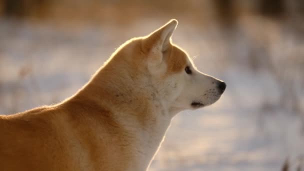 Portret Japońskiego Psa Akita Inu Zima — Wideo stockowe