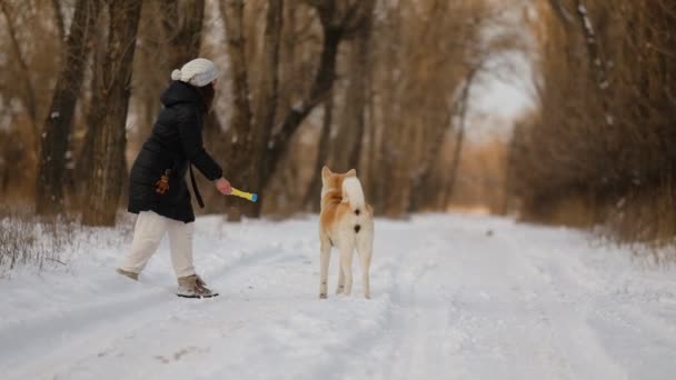 Una Chica Con Perro Japonés Akita Inu Paseo Por Bosque — Vídeo de stock