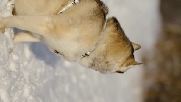 Sibiřský Husky Přírodě Portrét Huskyho Pozadí Zimní Krajiny — Stock video