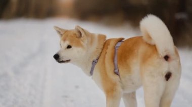 Japon Akita Inu köpeği ile kışın ormanda yürüyüşe çıkan bir kız..