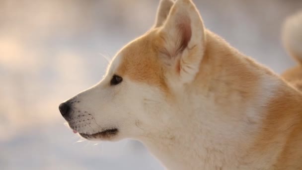 Portret Japońskiego Psa Akita Inu Zima — Wideo stockowe