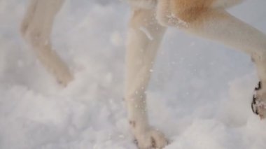 Japon Akita Inu köpeği ile kışın ormanda yürüyüşe çıkan bir kız..