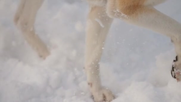 Una Chica Con Perro Japonés Akita Inu Paseo Por Bosque — Vídeos de Stock