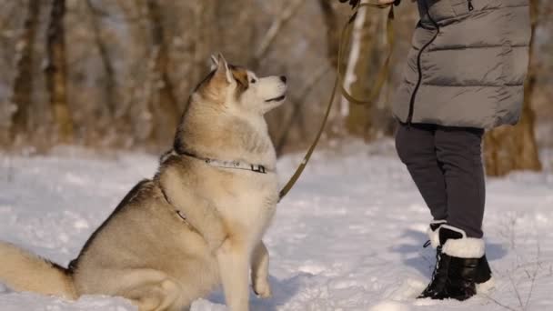 冬のジャケットを着た女の子がシベリアのハスキー犬と一緒に歩いています ウィンター — ストック動画
