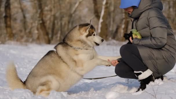 Ein Mädchen Winterjacke Geht Mit Einem Sibirischen Husky Hund Spazieren — Stockvideo