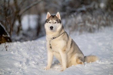 Sibirya Husky 'si doğası gereği. Kış manzarasının arka planında bir kurt resmi.