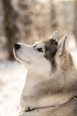 Sibirya Husky 'si doğası gereği. Kış manzarasının arka planında bir kurt resmi.