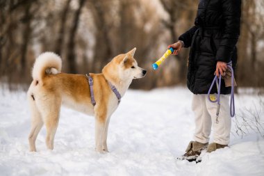 Japon Akita Inu köpeği ile kışın ormanda yürüyüşe çıkan bir kız..