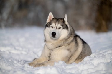 Sibirya Husky 'si doğası gereği. Kış manzarasının arka planında bir kurt resmi.