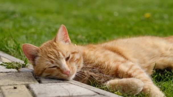 Ginger Cat Lies Green Grass Enjoys Spring Sun Happy Cat — Stock Video
