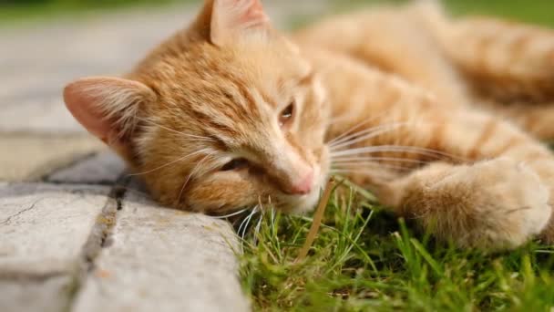 고양이는 잔디에 태양을 즐긴다 정원에서 잔디에서 고양이 클로즈업 — 비디오