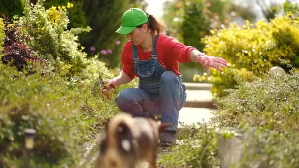 Молодая Женщина Вырывает Сорняки Своем Огромном Саду Весной Очищая Сад — стоковое видео