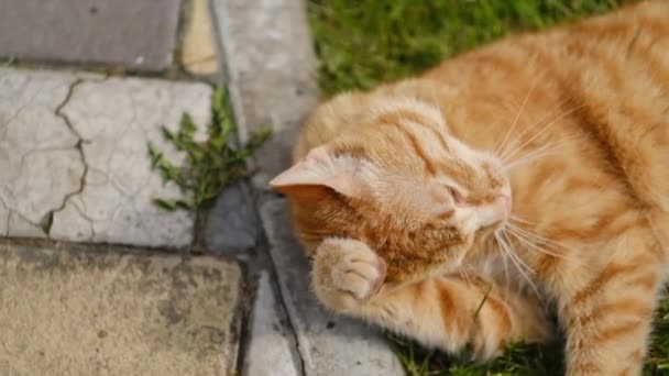 Seekor Kucing Jahe Berbaring Rumput Hijau Dan Menikmati Matahari Musim — Stok Video