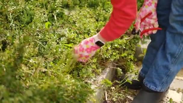 Una Mujer Joven Tira Las Malas Hierbas Enorme Jardín Primavera — Vídeo de stock