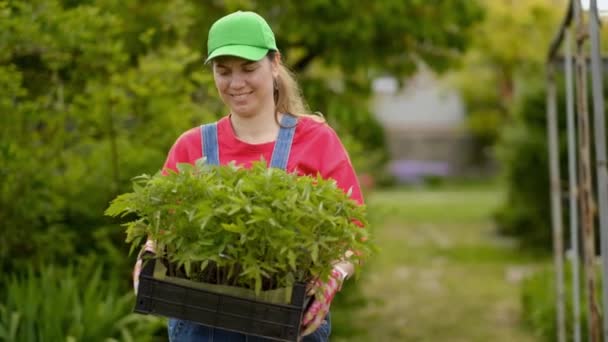 年轻的女农民提着一个装有有机番茄幼苗的盒子 慢吞吞地种植在菜园里 — 图库视频影像