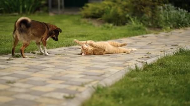 Κόκκινη Γάτα Παίζει Τον Σκύλο Φίλο Του Στην Αυλή Στο — Αρχείο Βίντεο