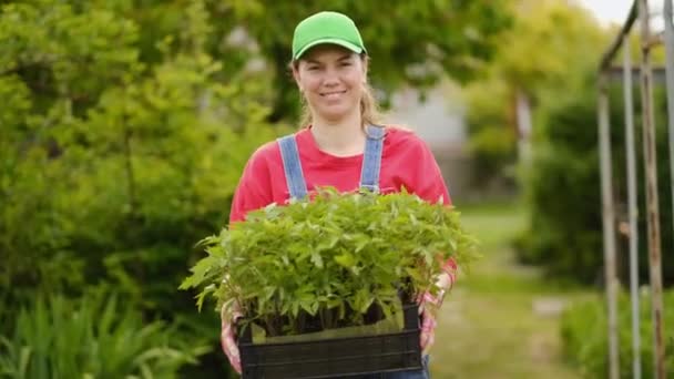 Agricultora Joven Lleva Una Caja Con Plántulas Tomate Orgánico Para — Vídeo de stock