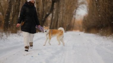 Japon Akita Inu köpeği ile kışın ormanda yürüyüşe çıkan bir kız..