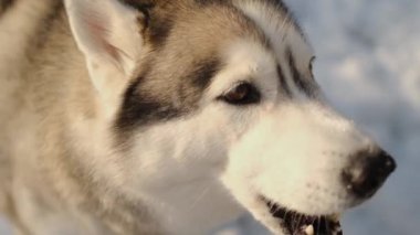Sibirya Husky 'si doğası gereği. Kış manzarasının arka planında bir kurt resmi.