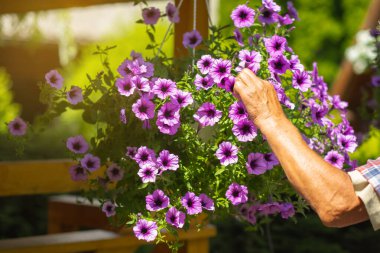 Balkona bir sepet petunya çiçeği asmak. Süs bitkisindeki petunya çiçeği.