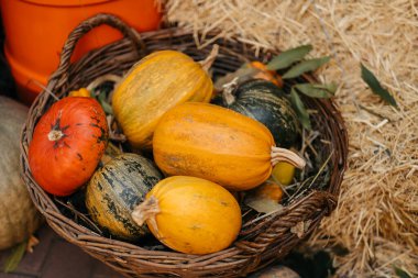 Farklı balkabaklarıyla sepet, sonbahar dekoru.