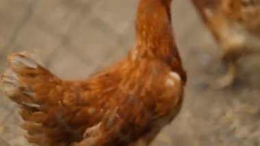 Yaz boyunca evin arka bahçesinde yürüyen evcil tavuklar..