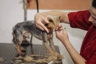 Profesyonel bir kuaförden Yorkshire Teriyer Saç Tıraşı. Kuaför Yorkshire Teriyerlerinin Saçlarını Makasla Kesiyor