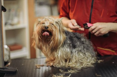 Yorkshire Terrier profesyonel kuaför damat. Kuaför kulak Yorkshire Terrier kürkü bir düzeltici ile mows.