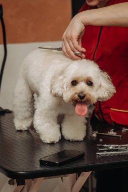Profesyonel bir kuaförden oyuncak kaniş kesimi. Kurutma