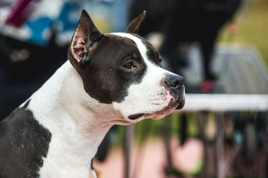 Amerikan Staffordshire Teriyeri 'nden Amstaff köpeği portresi.