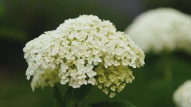 Sessiz bir bahçede beyaz ortancalar çiçek açar..