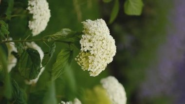 Sessiz bir bahçede beyaz ortancalar çiçek açar..