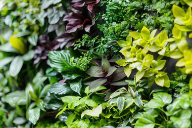 Dikey duvar bitkisi arkaplan resmi